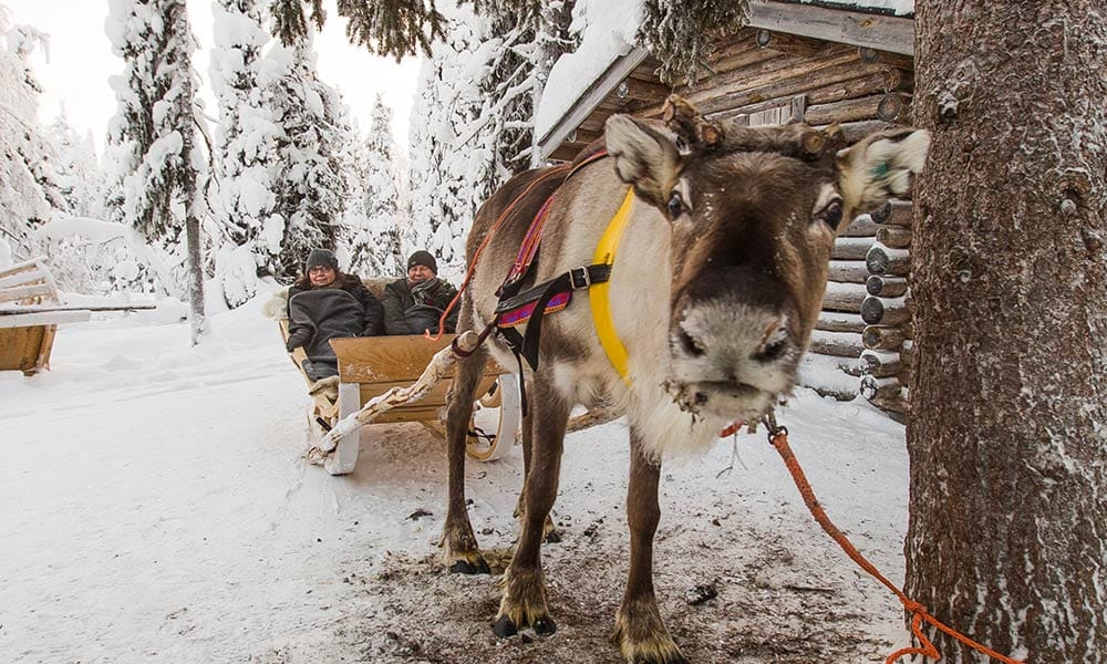 koko-perheen-rekiretki-lammintupa
