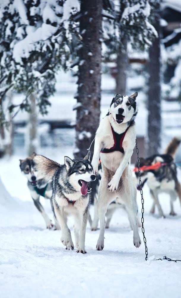huskyohjelmat