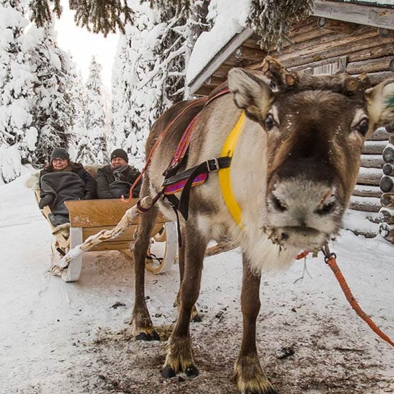 koko-perheen-rekiretki-lammintupa